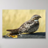 B29 Common Nighthawk Poster (Voorkant)