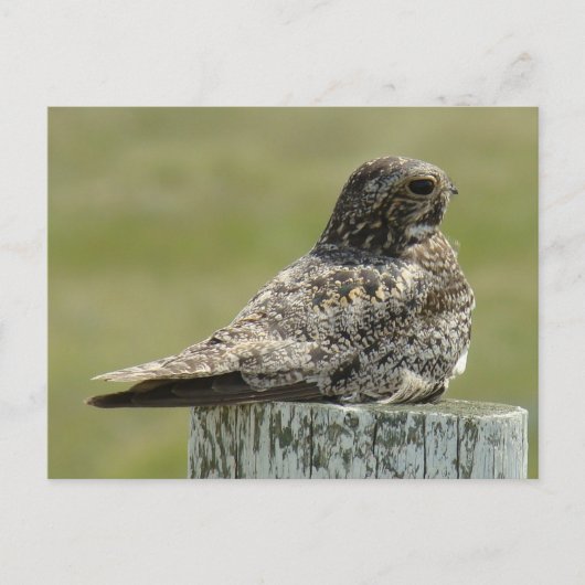 B2 Common Nighthawk Briefkaart (Voorkant)