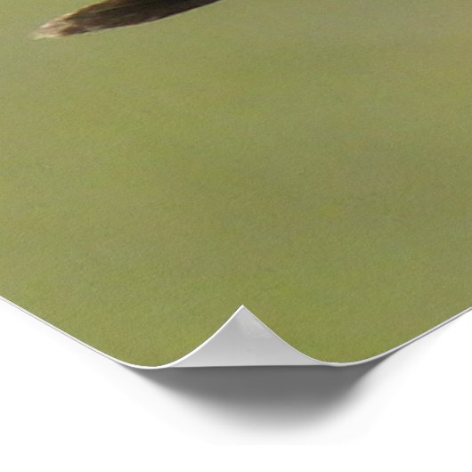 B2 Common Nighthawk Poster (Hoek)