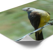 B32 Koningsvogel Poster (Hoek)