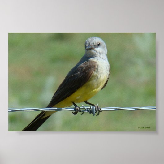 B32 Koningsvogel Poster (Voorkant)