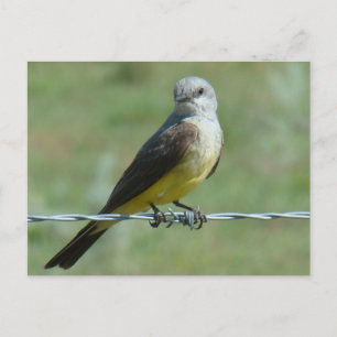 B32 Westelijke Koningsvogel Briefkaart