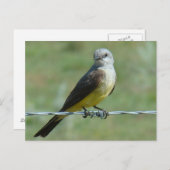 B32 Western Kingbird Briefkaart (Voorkant / Achterkant)