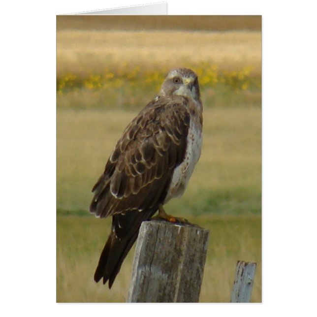 B33 Swainsons Buizerd (Voorkant)