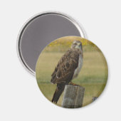 B33 Swainsons Buizerd Magneet (Voorkant / Achterkant)