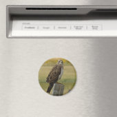 B33 Swainsons Buizerd Magneet (Insitu (Vaatwasser))