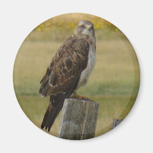 B33 Swainsons Buizerd Magneet (Voorkant)