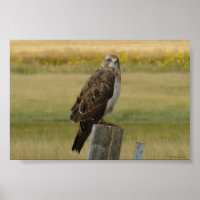B33 Swainsons Buizerd