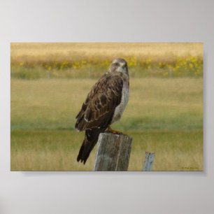 B33 Swainsons Buizerd Poster