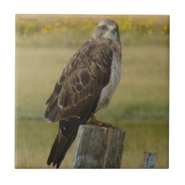 B33 Swainson's Buizerd Tegeltje