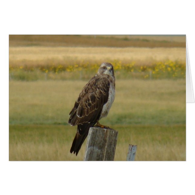 B33 Swainson's Havik (Voorkant Horizontaal)