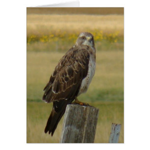 B33 Swainson's Hawk