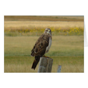 B33 Swainson's Hawk