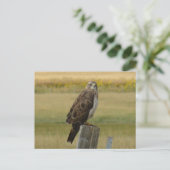 B33 Swainson's Hawk Briefkaart (Staand voorkant)