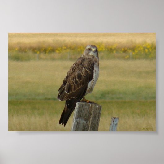 B33 Swainson's Hawk Poster (Voorkant)