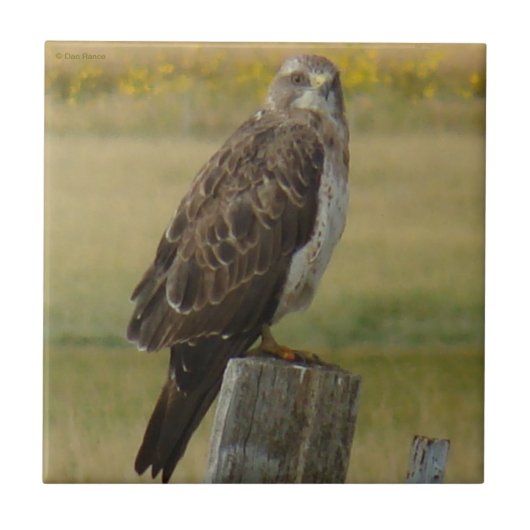 B33 Swainson's Hawk Tegeltje (Voorkant)