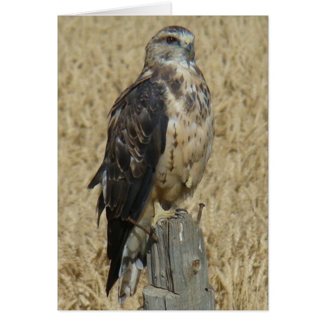 B35 Ferruginous Hawk (Voorkant)
