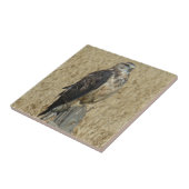 B35 Ferruginous Hawk in Wheat Field Tegeltje (Zijkant)