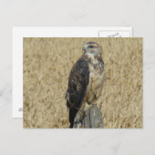 B36 Ferruginous Hawk Briefkaart (Voorkant / Achterkant)