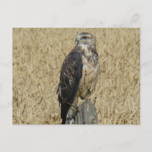 B36 Ferruginous Hawk Briefkaart (Voorkant)