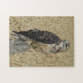 B36 Ferruginous Hawk in Wheat Field Legpuzzel (Horizontaal)