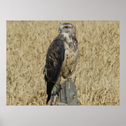 B36 Ferruginous Hawk in Wheat Field Poster (Voorkant)