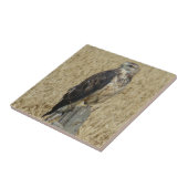 B36 Ferruginous Hawk in Wheat Field Tegeltje (Zijkant)