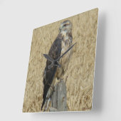 B36 Ferruginous Hawk in Wheat Field Vierkante Klok (Hoek)