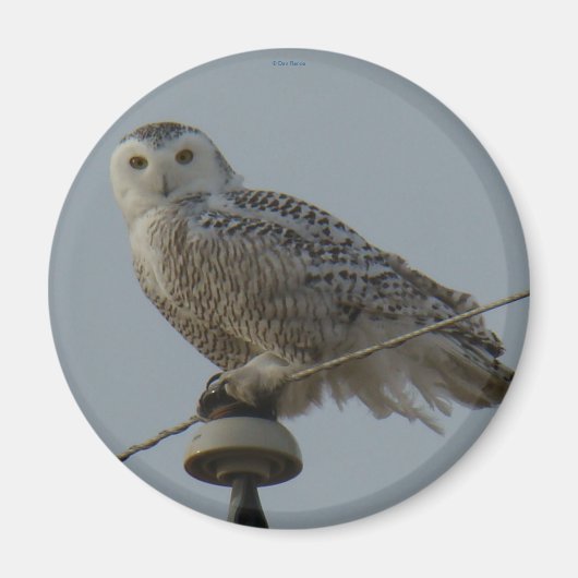 B38 Sneeuwuil Magneet (Voorkant)