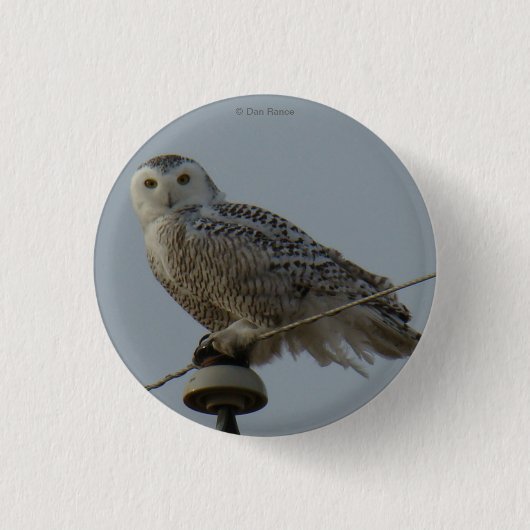 B38 Sneeuwuil Ronde Button 3,2 Cm (Voorkant)