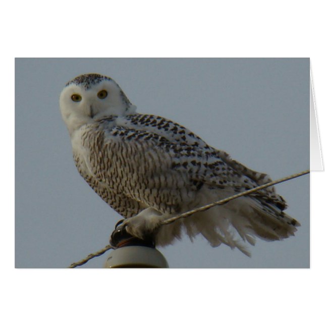 B38 Snowy Owl (Voorkant Horizontaal)