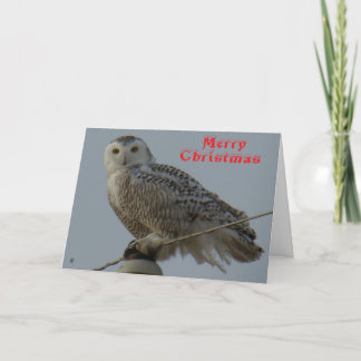 B38 Snowy Owl Christmas Card Bedankkaart