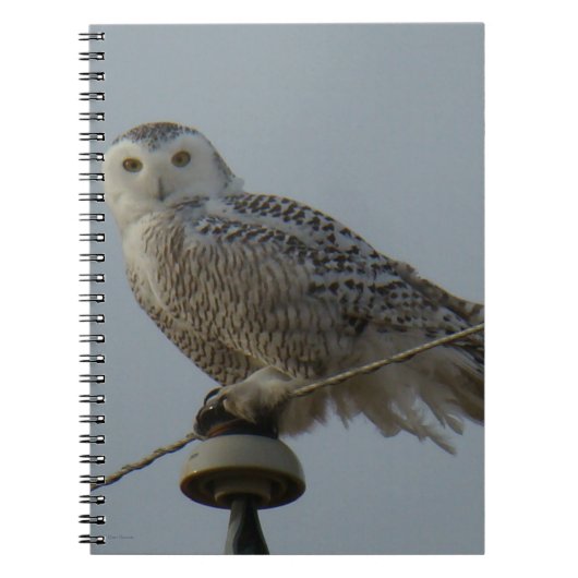 B38 Snowy Owl Notitieboek (Voorkant)