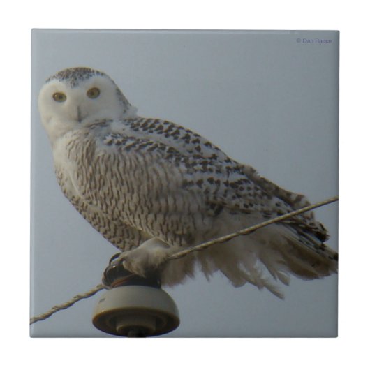 B38 Snowy Owl Tegeltje (Voorkant)