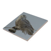 B38 Snowy Owl Tegeltje (Zijkant)