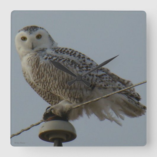 B38 Snowy Owl Vierkante Klok (Voorkant)