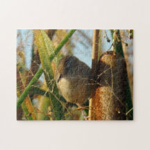 B3 Marsh Wren in Lisdodden