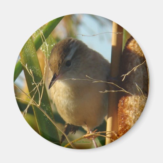 B3 Marsh Wren Magneet (Voorkant)