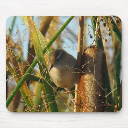 B3 Marsh Wren Muismat (Voorkant)