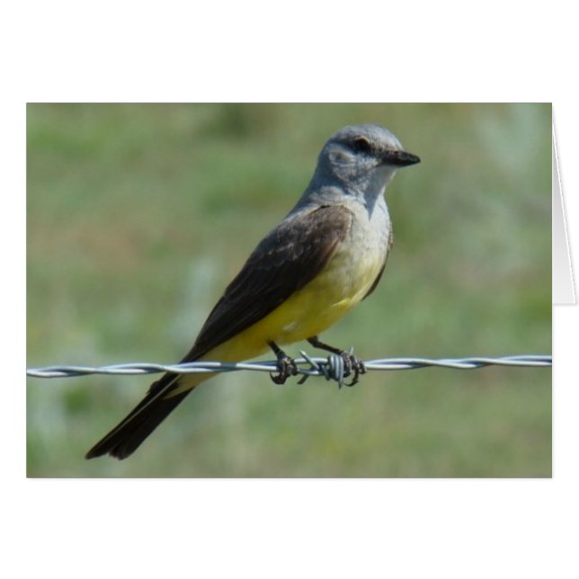 B44 Western Kingbird (Voorkant Horizontaal)