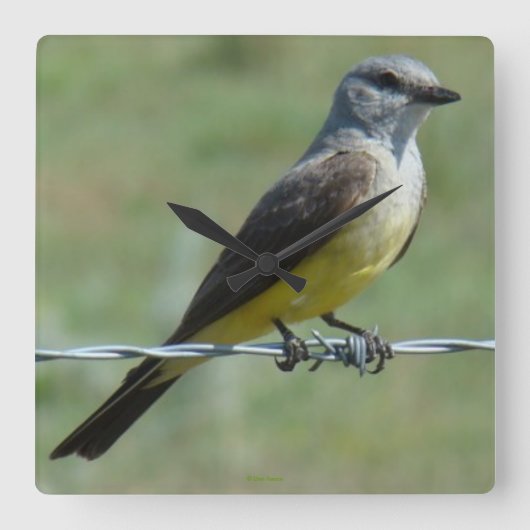 B44 Western Kingbird Vierkante Klok (Voorkant)
