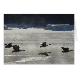 B47 Oies canadiennes au-dessus de la rivière gelée