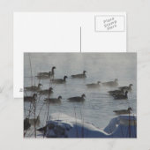 B49 Canadese ganzen op de bevroren rivier Briefkaart (Voorkant / Achterkant)