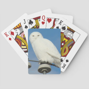 B50 Sneeuwuil Pokerkaarten