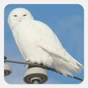 B50 Sneeuwuil Vierkante Sticker