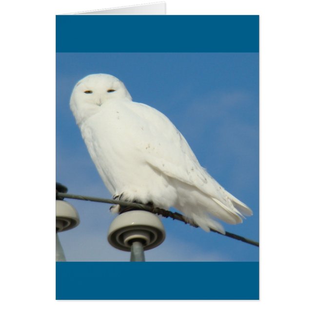 B50 Snowy Owl (Voorkant)