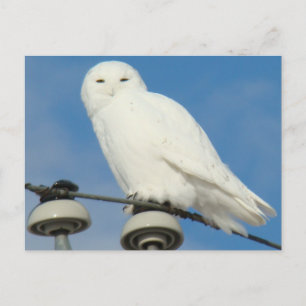 B50 Snowy Owl Briefkaart