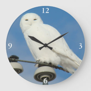 B50 Snowy Owl Grote Klok