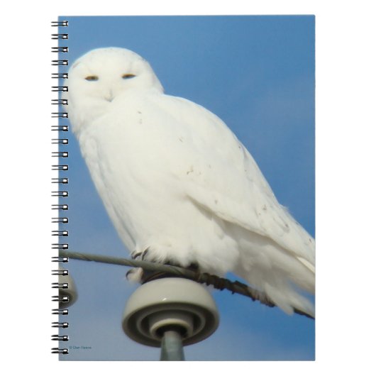 B50 Snowy Owl Notitieboek (Voorkant)