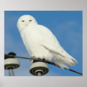 B50 Snowy Owl Poster (Voorkant)